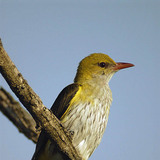 Eurasian golden oriole (female)