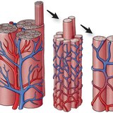 Capillary network in muscles
