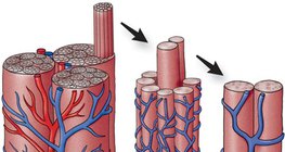 Kapilarna mreža u mišićima