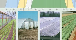 Zöldségfélék termesztésének fortélyai