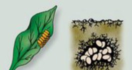 A burgonyabogár és a májusi cserebogár fejlődése