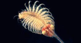 Sósvízi levéllábú rák