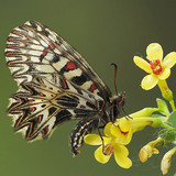 Southern Festoon