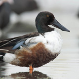 Northern shoveller