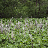 Butterbur