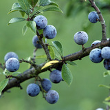 Sloe berries