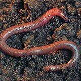 Earthworm