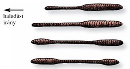 A földigiliszta mozgása