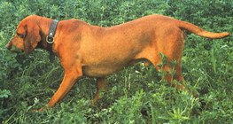 Magyar vizsla