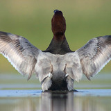 Common pochard