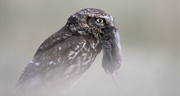 Kuvik elejtett pocokkal