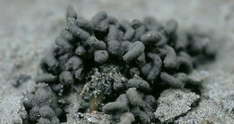 Földigiliszta ürüléke