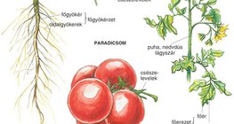 A paradicsom kétszikű növény 