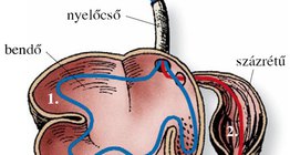 A táplálék útja a szarvasmarha összetett gyomrában