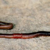 Earthworm