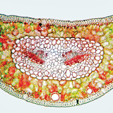 Cross section of Scots pine leaf stained with Congo red and&nbsp;chrysoidine (cellulose appears red, lignin is yellow)