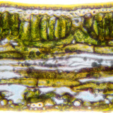 Levéllemez keresztmetszete