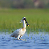 Eurasian spoonbill