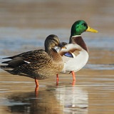 Mallards