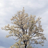 Robinia tree in bloom