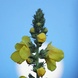 Black mullein