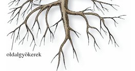 A paradicsom gyökérzete