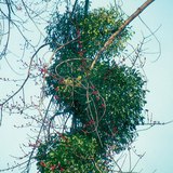 Mistletoe