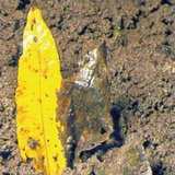 Earthworm pulls a leaf under the soil