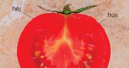 A paradicsom bogyótermése