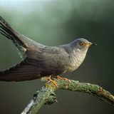 Common cuckoo