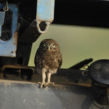 Little owl on a truck