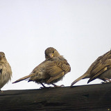 Sparrows