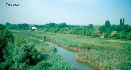 Nádas tavasszal