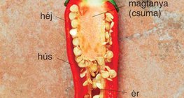 A paprika felfújt bogyótermése