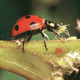 Seven-spotted ladybug
