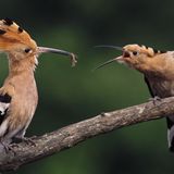 Hoopoe