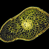 Cross section of silver fir leaf