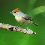 Blackcap