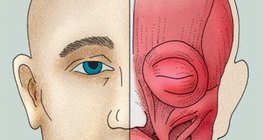 Mišići lica (ili mimetički mišići)