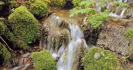 Jastučići mahovine