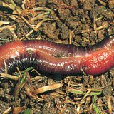 Mating earthworms