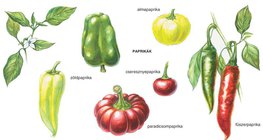 A paprika virága és termése