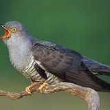 Juvenile Common cuckoo