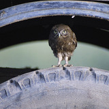 Little owl on a truck tire