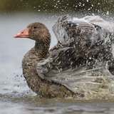 Greylag goose bathing