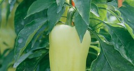 A paprikanövény hajtása