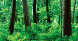 Grmlje paprati u šumi