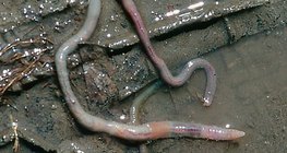 Földigiliszták pusztulása eső után