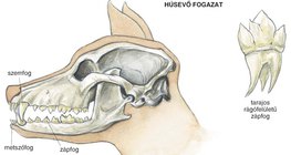 A kutya húsevő fogazata