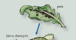 A káposztalepke fejlődése